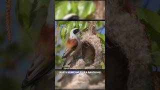 Penduline tit bird [upl. by Georges508]