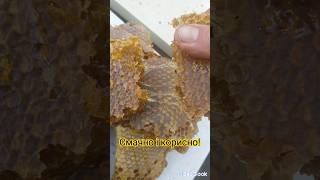 Смачно і корисно🍯🐝 beekeepers beekeeper beekeeping honeybee bee animals nature [upl. by Anihs]