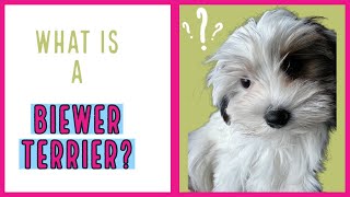 Unleashing the Biewer Terrier YORKIE A Detailed look into the history of the breed dog [upl. by Meador]