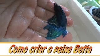 Como criar o peixe Betta [upl. by Eintruoc376]