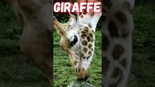 Giraffe sound  giraffe sounds 🥰🥰🥰🥰 cutelittleanimals animals giraffe giraffesound [upl. by Tremayne]