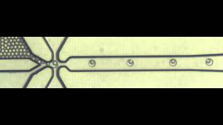 A double emulsion chip for single cell encapsulation [upl. by Ijneb]