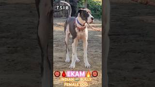 👺EKAM👺SO👺JACK 2 X QUEEN REVA👹BEST QUALITY🇮🇳INDIAN🇮🇳BULLY DOG🙏OWNERKAPIL JI🙏9889090806🙏 [upl. by Auqenwahs416]