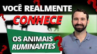 ANIMAIS RUMINANTES E SUAS CLASSIFICAÇÕES [upl. by Daryl]