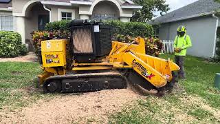 400 Oak Stump in 7 Minutes Carlton 7015 TRX Stump Grinding [upl. by Enegue]