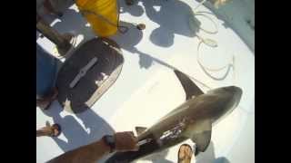 Processing a Blacktip Shark [upl. by Zoha114]