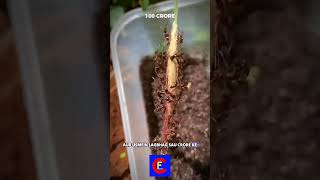 ant 🐜 house viral fact shorts viralshorts [upl. by Ambrosio302]