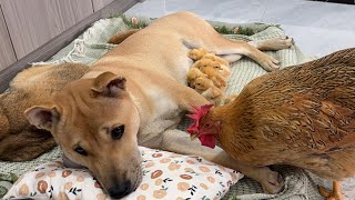 So funny cute😆cat brought the chicks to the dog to take care ofhen came to fight for the chicks [upl. by Debor]