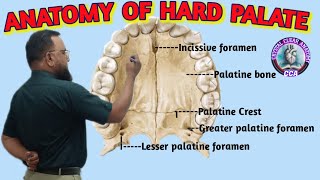 ANATOMY OF HARD PALATE । HARD PALATE ANATOMY [upl. by Ahsyak993]