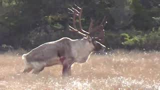 Effords Hunting Adventures Mark Peterson kills a trophy Woodland Caribou [upl. by Ahtnahc841]