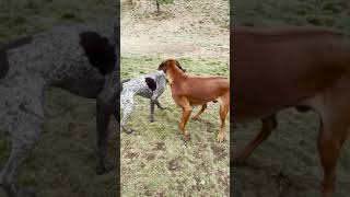 GSP wrestles with a Rhodesian Ridgeback puppy shorts [upl. by Hteik697]