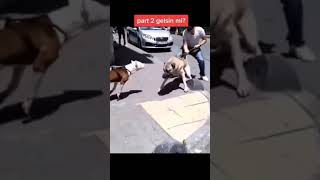 pitbull vs kangal [upl. by Lehte]