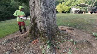 Stihl 881 against a beast of a tree [upl. by Narud548]