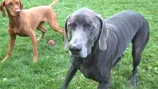 dogs playing with ball  vizsla and weimaraner [upl. by Einnil]