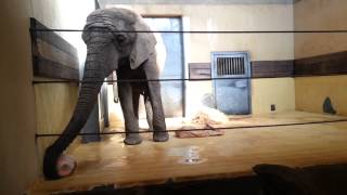 Elephant in danish zoo [upl. by Lib]