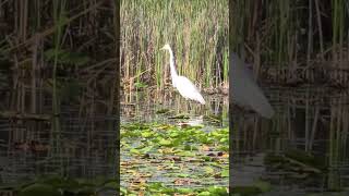 The Importance of Marshes  Virtual Field Trip nature animals marshes wetlands michigan [upl. by Aggappera]