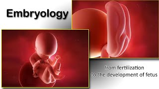 Embryology animation fertilization to development of the nervous system everything in one place [upl. by Berny]