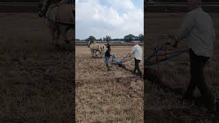 Ploughing with Horses at Collingham Ploughing Match  Saturday 16th September 2023 [upl. by Yanat570]