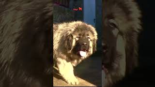 Extremely gigantic puppy dog animals dogs pets caucasianshepherd bigdoglovers puppy [upl. by Belmonte]