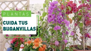 Buganvilla cuidados y consejos para que florezca  Plantas en VERDECORA [upl. by Ekim]