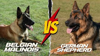 Belgian Malinois vs German Shepherd [upl. by Hareehahs]