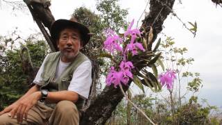 Degawa San At the Cattleya maxima Habitat Ecuagnera Tours MVI [upl. by Igal]