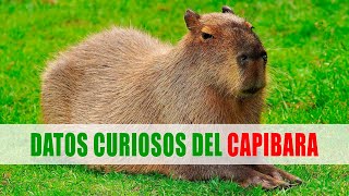 Capibara Carpinchos Chigüire Hydrochoerus  Datos curiosos de animales [upl. by Smitty]