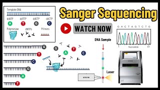 Sanger Sequencing Comprehensive Guide to Principles Techniques amp Applications  Molecular Biology [upl. by Alyhs]