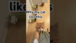 My cat like popcorn miawmiaw song sad cat reels lego viralvideo youtubeshorts [upl. by Marcelia305]