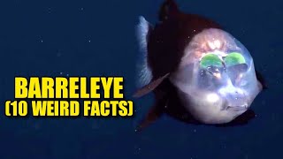 Barreleye 🛢️ 10 FACTS You NEVER KNEW [upl. by Tiffi]