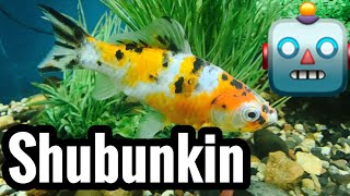 Shubunkin Goldfish Care Guide [upl. by Nuahc]