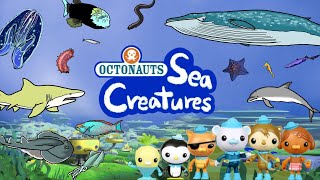 Octonauts sea creatures 2  What kind of sea animals appear in the Octonauts cartoon  Kids Draw [upl. by Eilatan568]