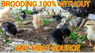 HOW TO BROOD CHICKS WITHOUT ANY SOURCE OF HEAT WITHOUT ELECTRICITY AND CHARCOAL [upl. by Ole347]