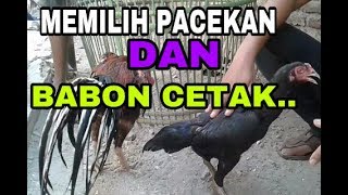 MEMILIH INDUKAN BABON CETAK [upl. by Neelak655]