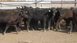 133 YAMMATREE ANGUS WEANER STEERS HGP FREE  AV 2281KG CURFEWED [upl. by Jeritah]