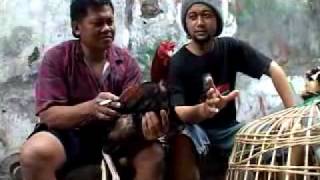 PASAR AYAM JAGO KOTA LAMA SEMARANG 1RONO RENE PROTV [upl. by Eissac]