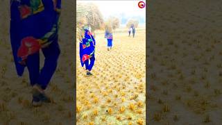 Huru gele  santali video youtubeshorts shortvideo shortviral [upl. by Glialentn144]