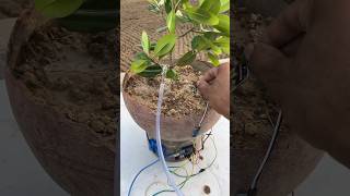 Automatic Plant Watering System shorts outofmindexperiment [upl. by Bevus886]