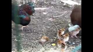 Partridge Wyandotte Bantams httpwwwthebackyardchickencoopcom [upl. by Eicnarf]