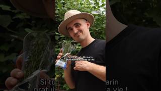 Ep 2  Du romarin gratuit à vie romarin jardin potager permaculture jardinage cuisine food [upl. by Naerad389]