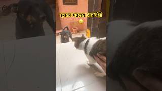 इसका मतलबआप मेरी 😀 comedy funny love comedynightswithkapil kapilsharmashow cat jokes shots [upl. by Ileana984]