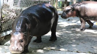 Pygmy Hippo Baby  Zoo Miami [upl. by Stroup]