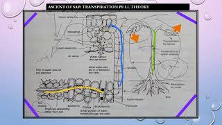 Ascent of Sap in Hindi CROP PHYSIOLOGY [upl. by Anairol]