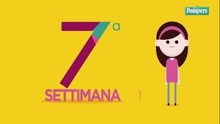 7° settimana di gravidanza [upl. by Amlev]