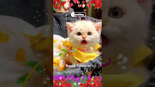 Alifun baa Arabic song  Islamic cute cat naat🌹 [upl. by Nylitsirk]