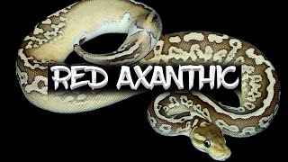 The Red Axanthic Ball Python [upl. by Tella]