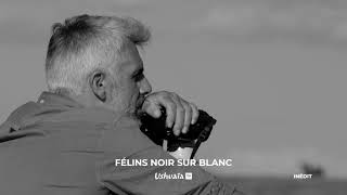 FÃ‰LINS NOIR SUR BLANC  Bande annonce [upl. by Nidya]