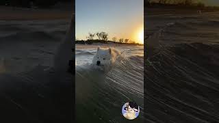 Cute Samoyed Puppys First Time Playing in the Sea 🐶🌊 [upl. by Nomead]