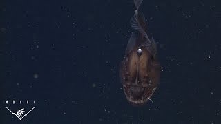 The anglerfish The original approach to deepsea fishing [upl. by Gerti772]