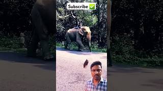 Hati mera sathi hatielephent animal video virelvideotrandingshorts ytshorts [upl. by Radke]